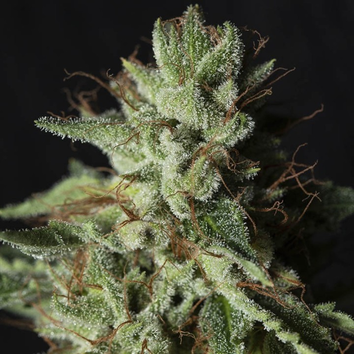 GORILLA CANDY-image