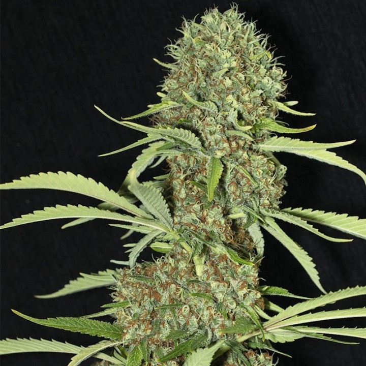 JAMAICAN DREAM-image