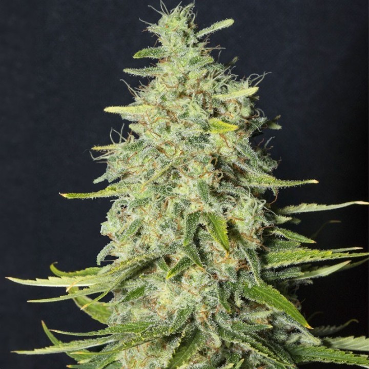 MONSTER CBD-image