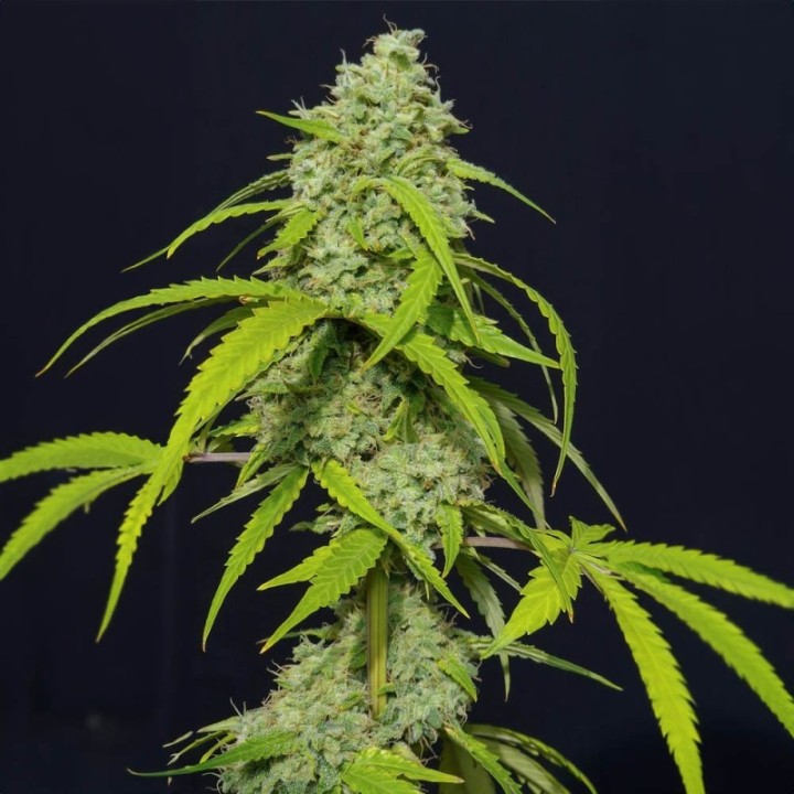 ORANGE KUSH AUTO-image