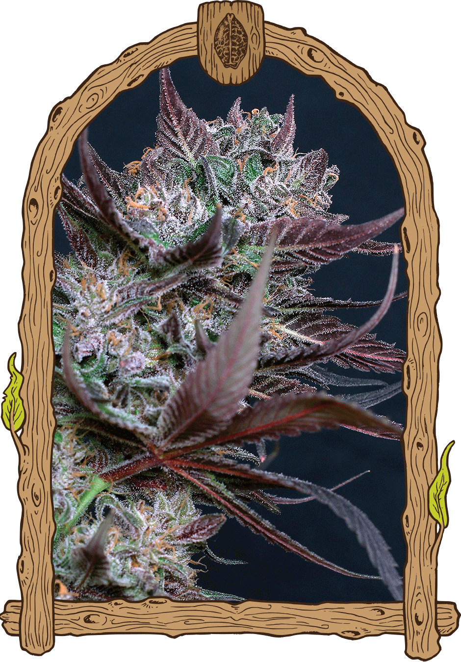 Black Lemon Fem-image