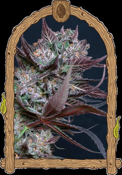 Black Lemon Fem