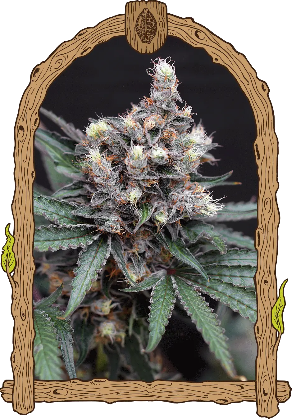 BLACKNANA REG.-image