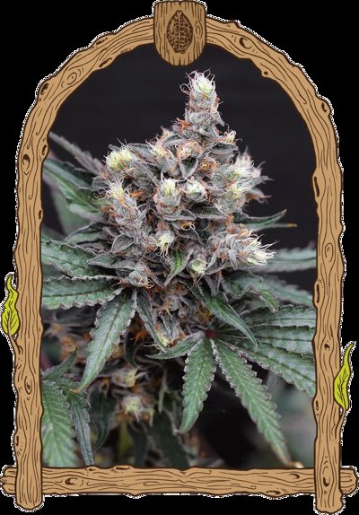 BLACKNANA REG.