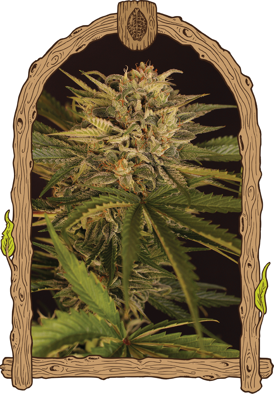 Dr. Greenman Pure CBD-image