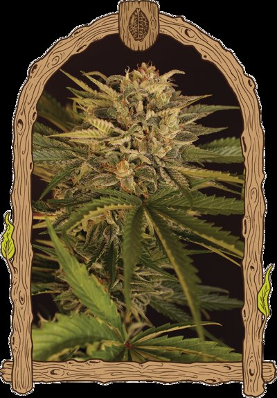 Dr. Greenman Pure CBD