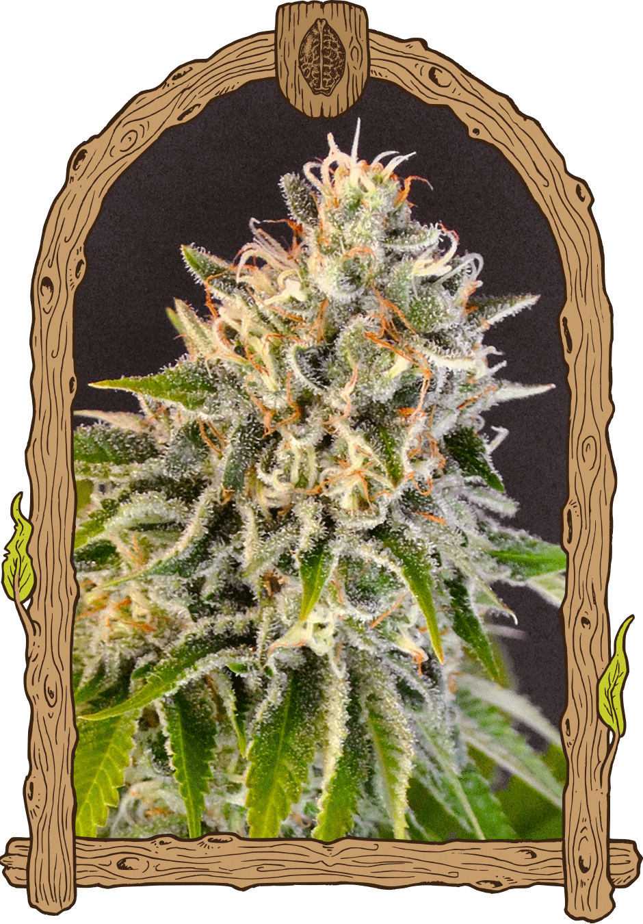 Exotic Biscotti-image