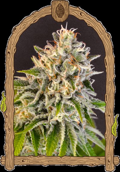 Exotic Biscotti