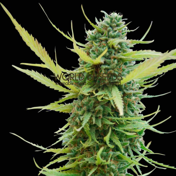 colombian-gold-regular-image