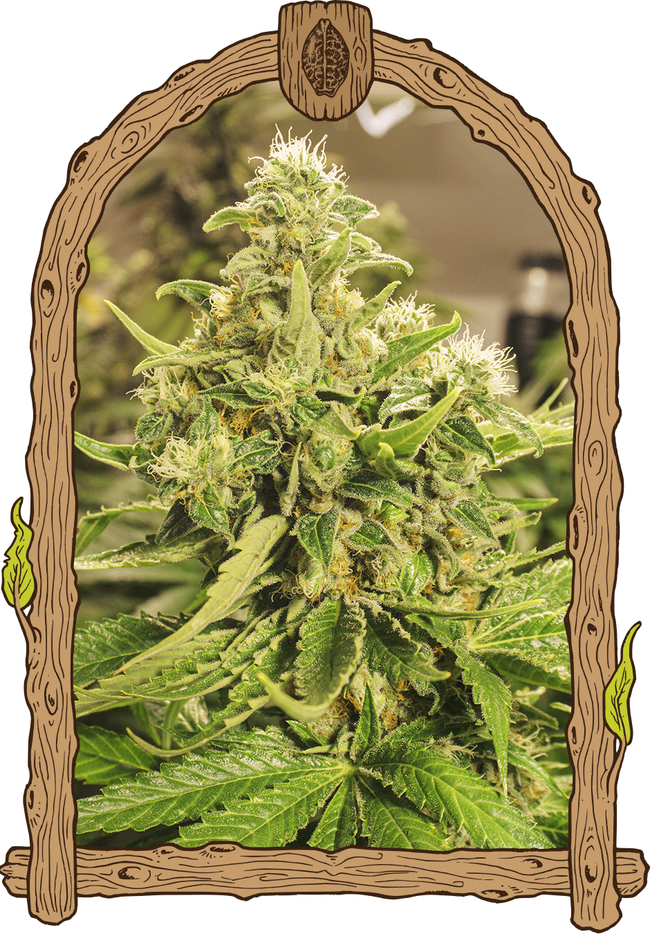 Exotic Pure CBG-image