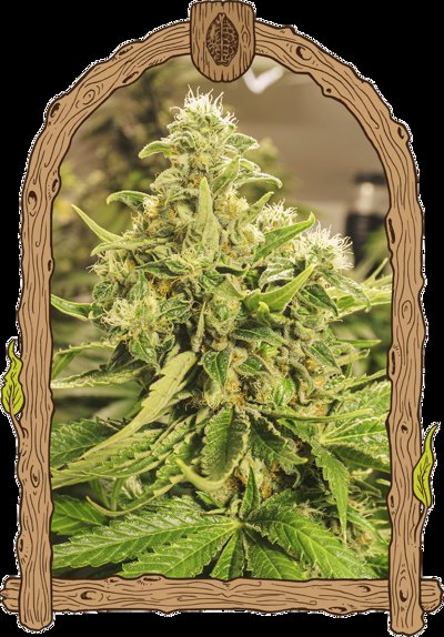 Exotic Pure CBG