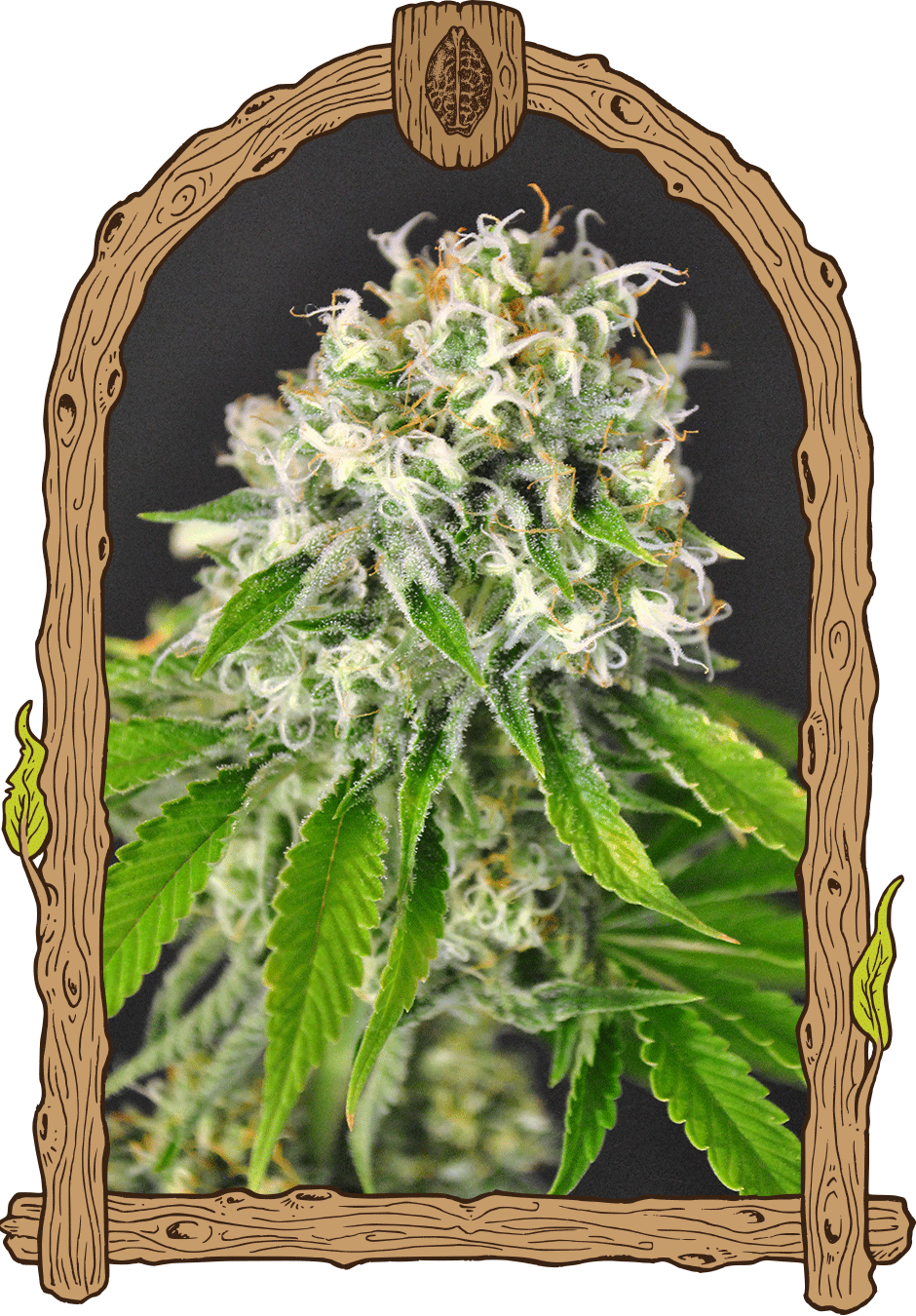 Exotic Runtz-image