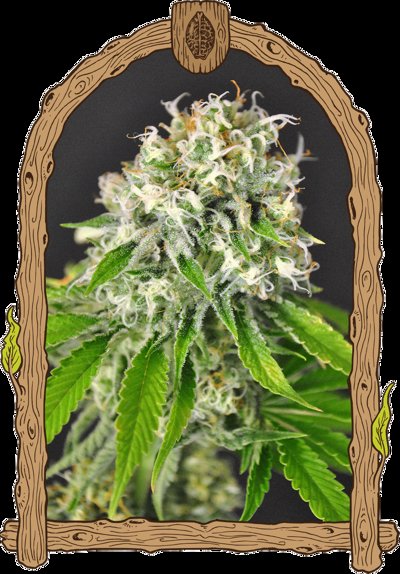 Exotic Runtz