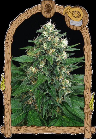 Exotic Thai