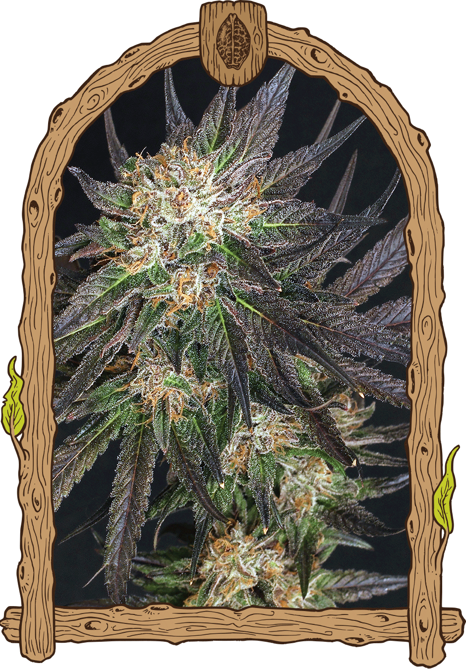 Georgia Cream-image