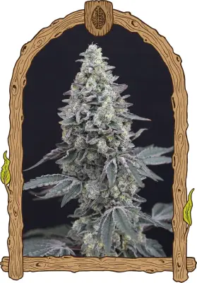 Georgia Cream Auto