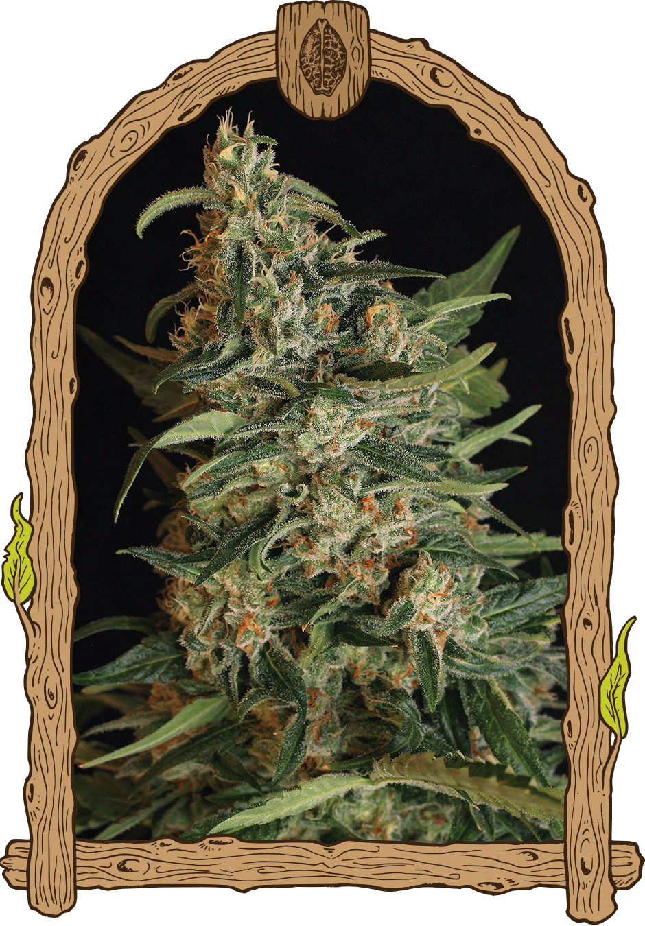 Green Gummy-image