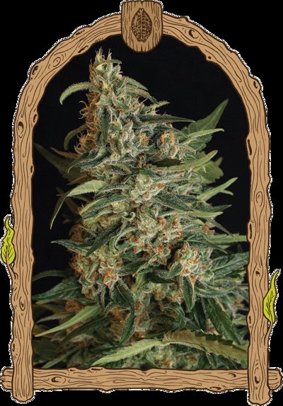 Green Gummy