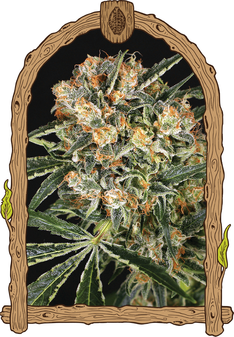 Hippie Therapy CBD-image