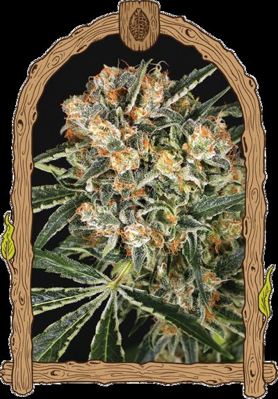 Hippie Therapy CBD
