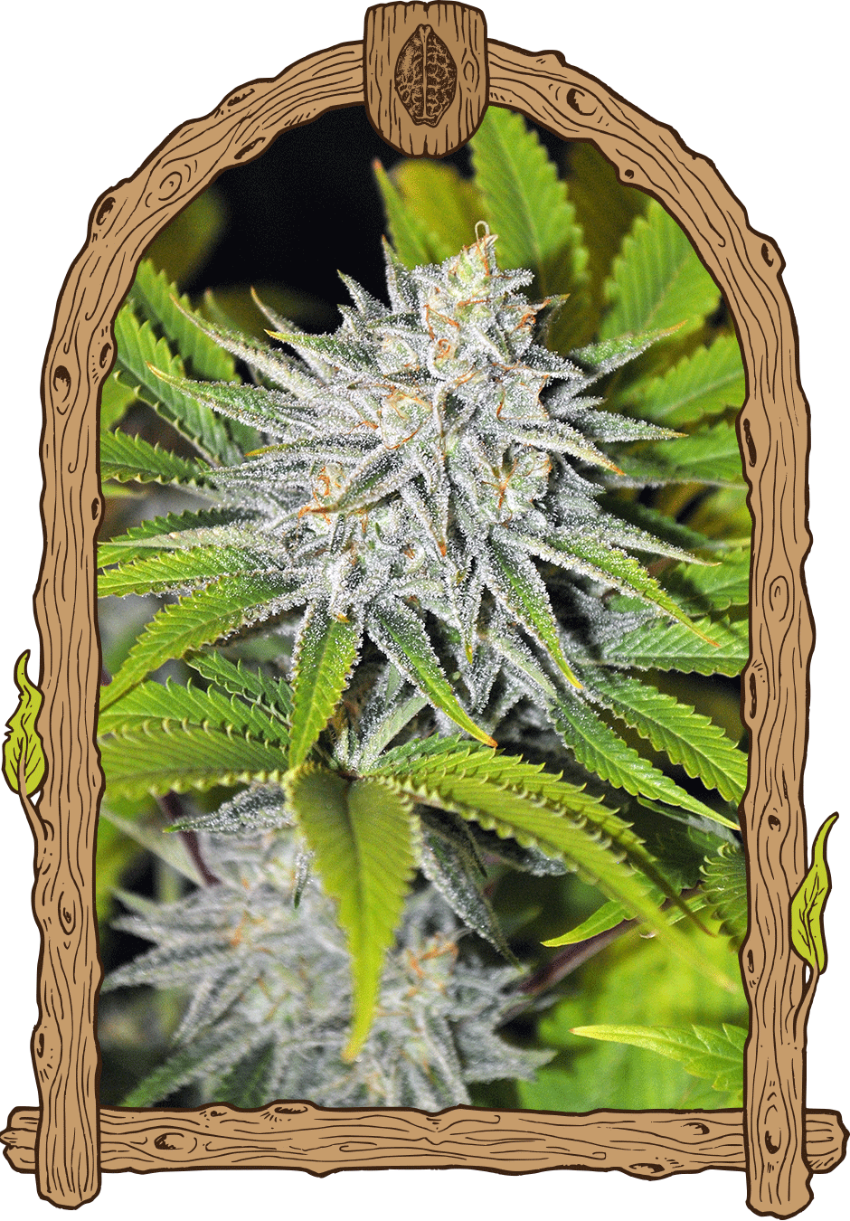 Hippieberry-image