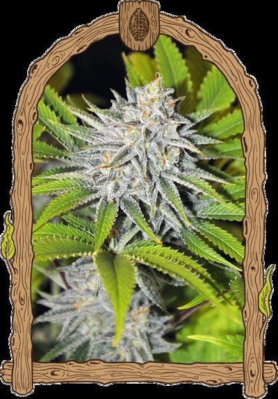 Hippieberry