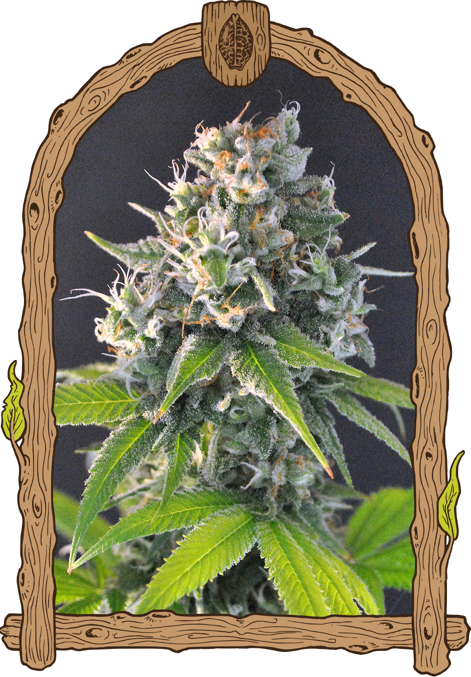 Honey Mints-image