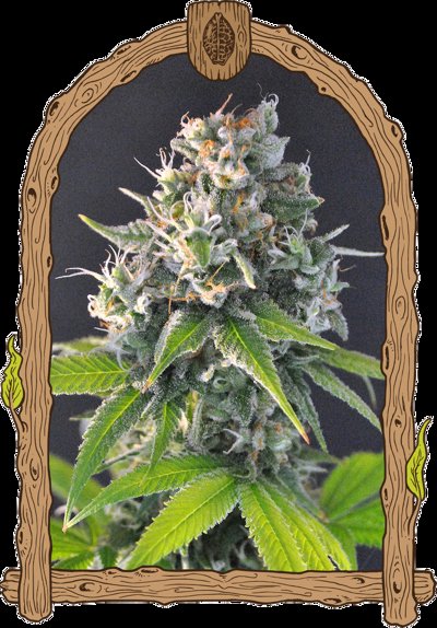 Honey Mints