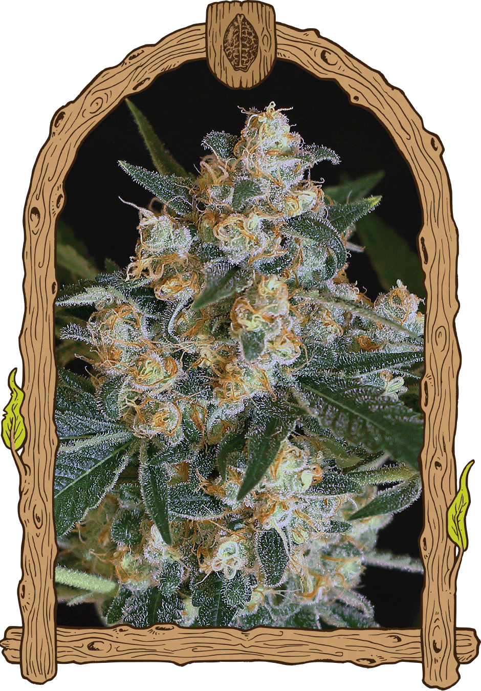 Lemon Candy-image