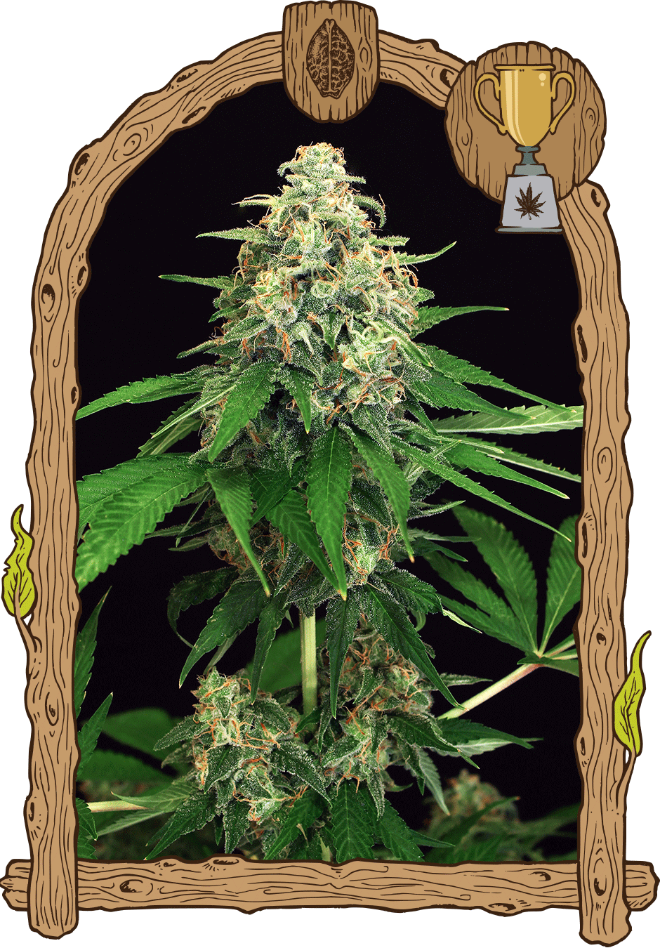 Mango Cream-image