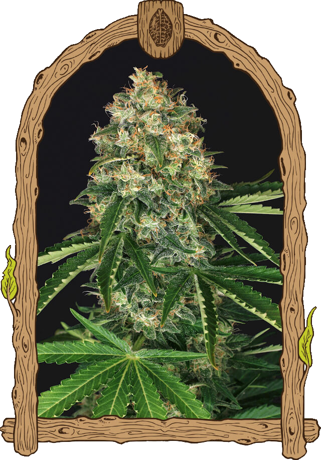 Mango Cream Reg.-image