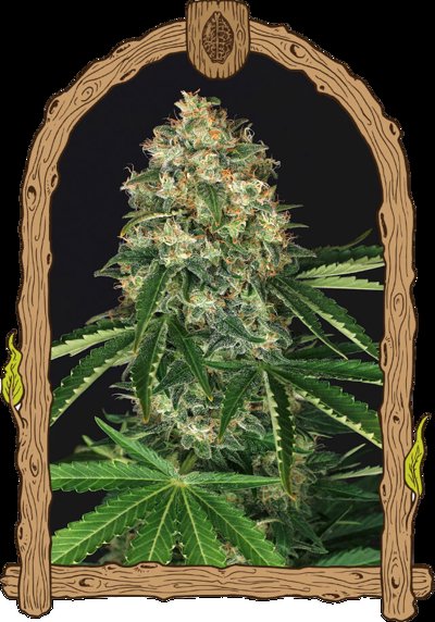 Mango Cream Reg.