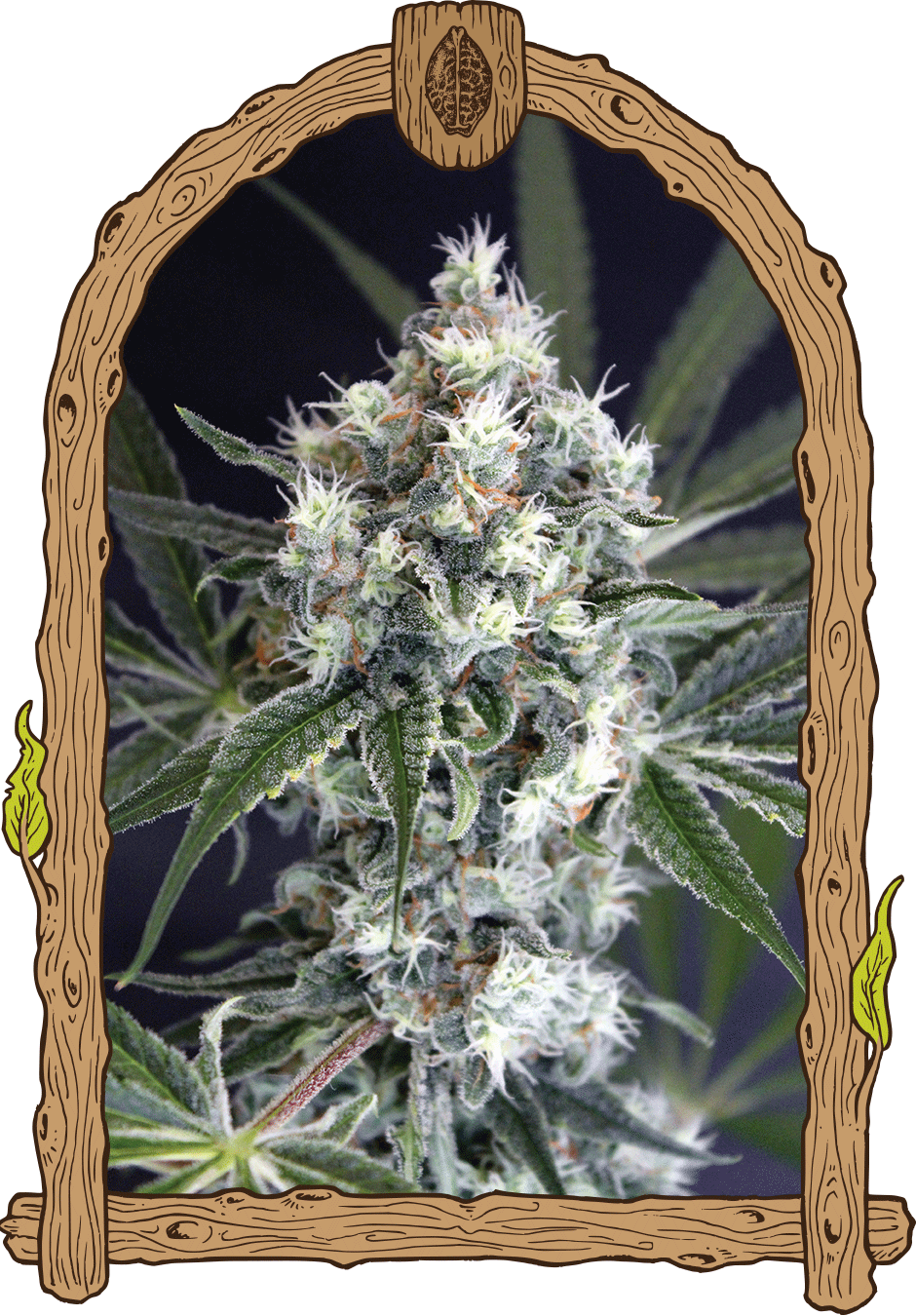 Medxotic Pure CBD-image