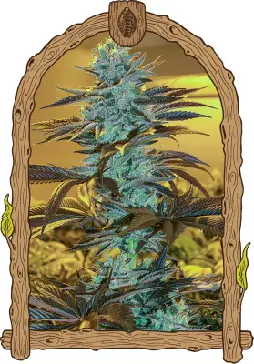 Purple Monkey Auto