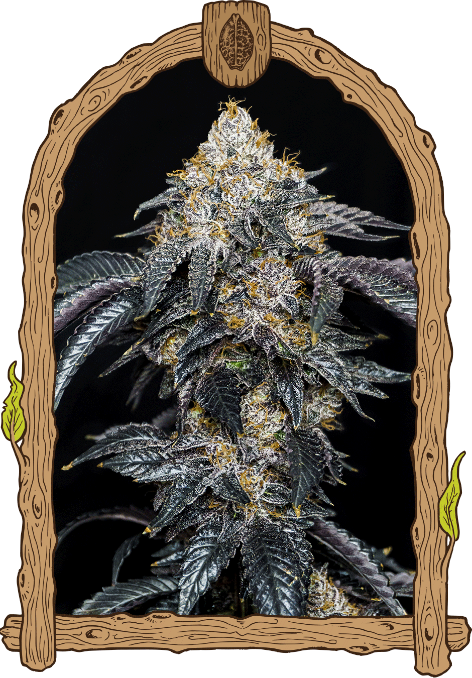 Quicklato Sherbet-image
