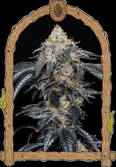 Quicklato Sherbet