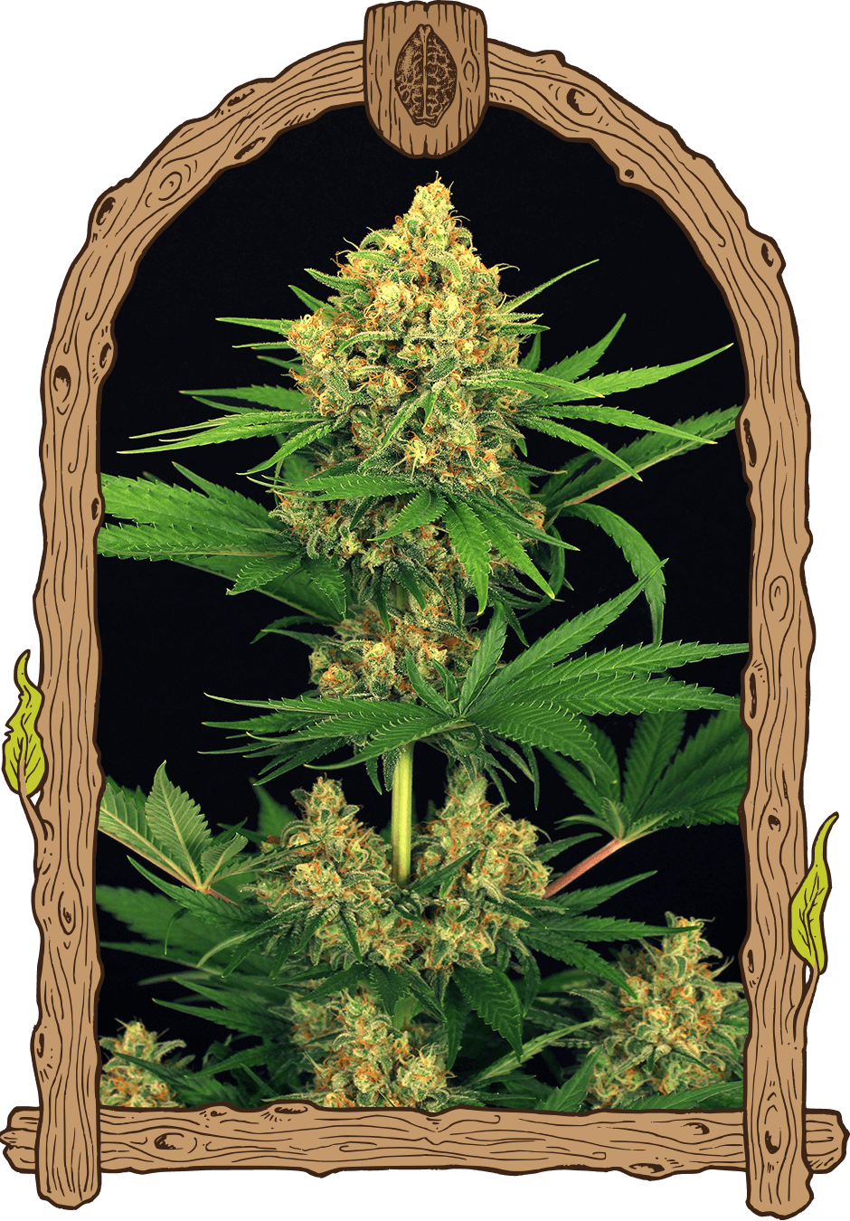 Tangerine Kush-image