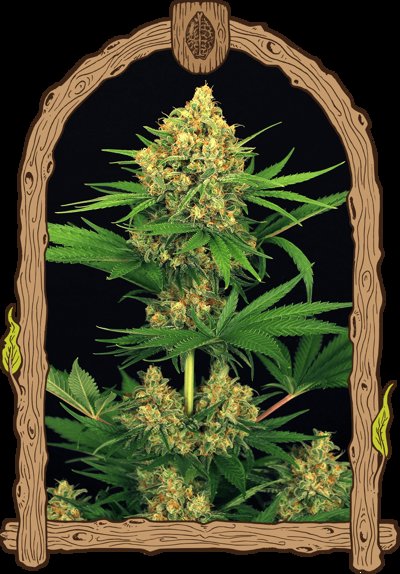 Tangerine Kush