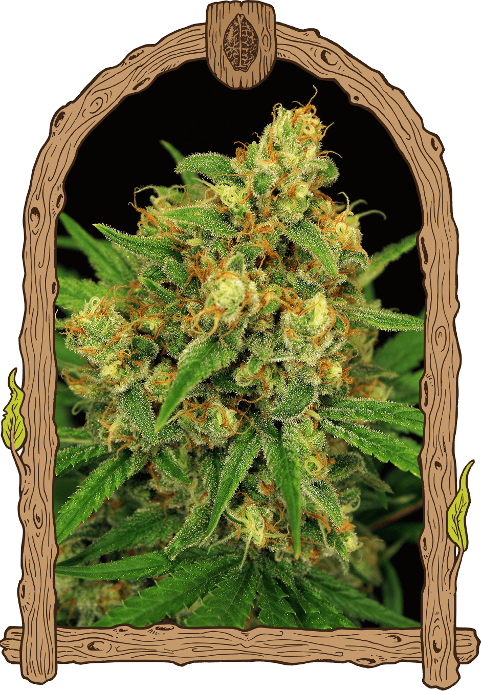 Tangerine Kush Reg.-image