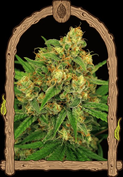 Tangerine Kush Reg.
