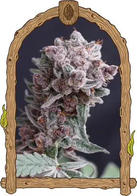Tangie Smasher Auto