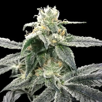 BLUE DREAM FEMINIZED