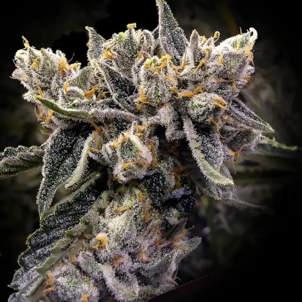BRUISED BANANAS-image