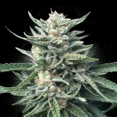 CHOCOLOPE 256 FEM