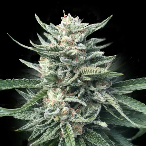 CHOCOLOPE 256 REG-image