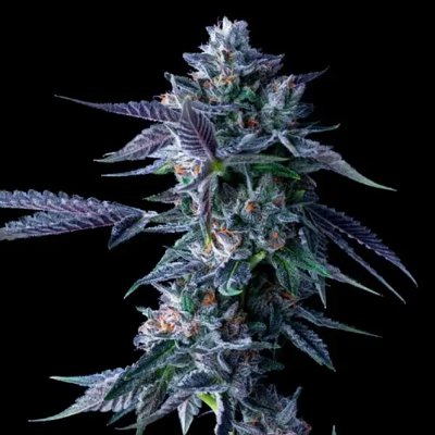 CHOCOLOPE FEM