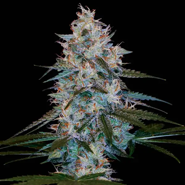 CHOCOLOPE KUSH REG-image