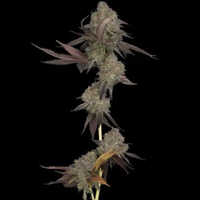 DNA CAKE AUTO