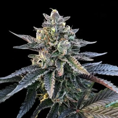GELATO SORBET FEM