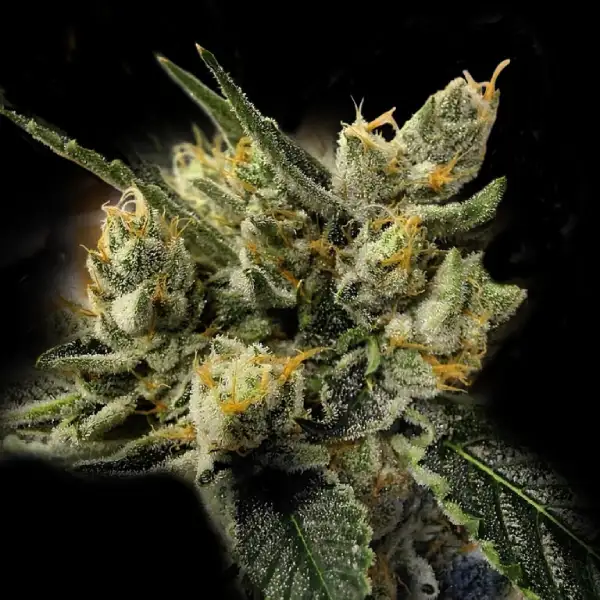 GMO KOSHER FEM-image